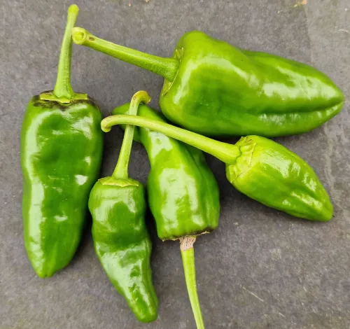 Gröna chilipeppar av sorten Padron liggandes på bord