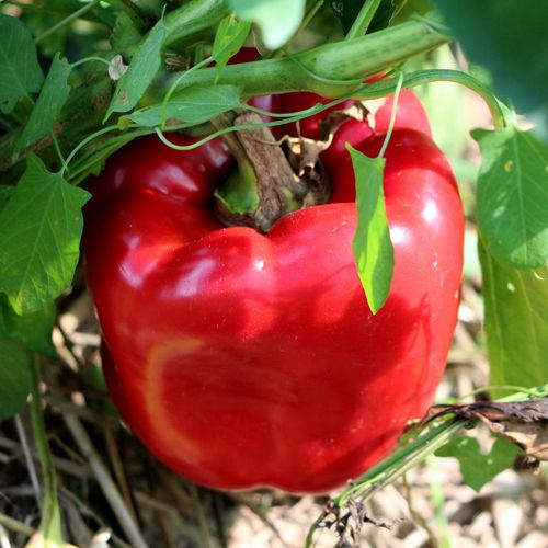 Röd paprika av sorten California Wonder Krav