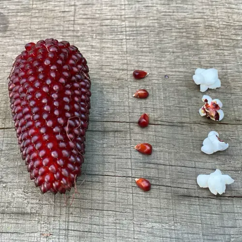 Röd majs på bord av sorten Popcorn Fraise