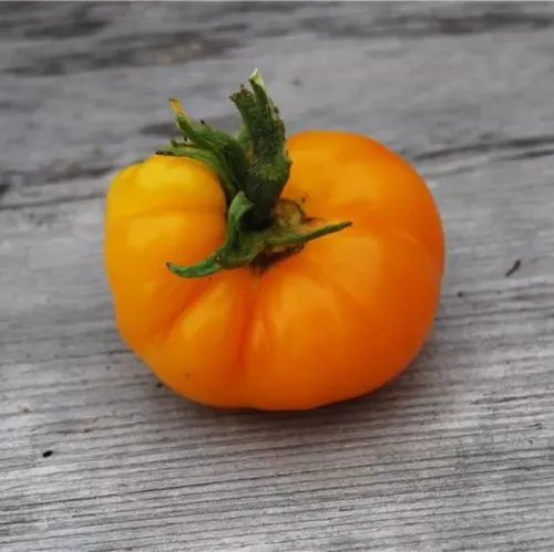 Gulorange tomat av sorten Saint Vincent liggandes på bord