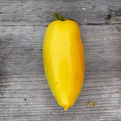 Gul tomat av sorten bananben liggandes på bord