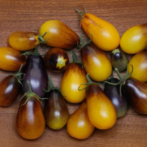 Gula tomater med brunt av sorten körsbär Indigo Pear Drops