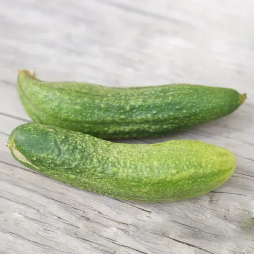 Gröna picklesgurkor av sorten De Bourbonne