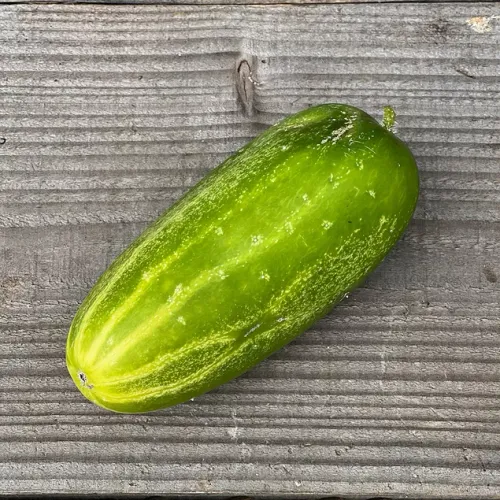 Gruka av sorten Dar liggandes på bord