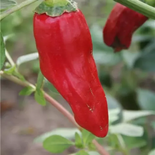 Röd chili på planta av sorten De la Bresse