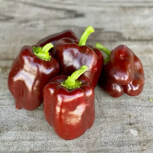 Paprika av sorten choklad med mörkbrunröda papikor liggandes på bord.