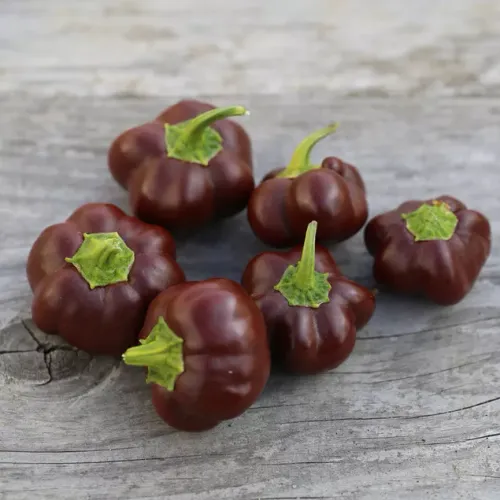 chokladbruna små paprikor av sorten Mini Bell Chocolate liggandes på bord