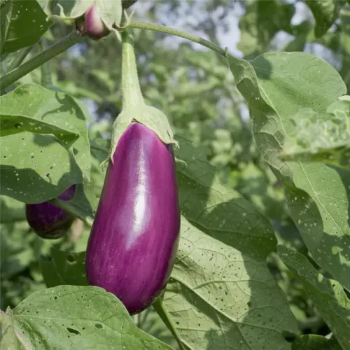 Lila aubergine på planta av sorten Violette De Toulouse