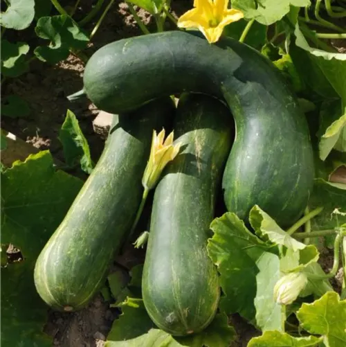 Gröna squash av sorten Longue de Nice