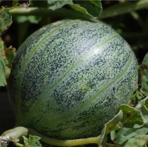 Mörkgrönstrimmig melon av sorten Ananas D´amerique A Chair Rouge