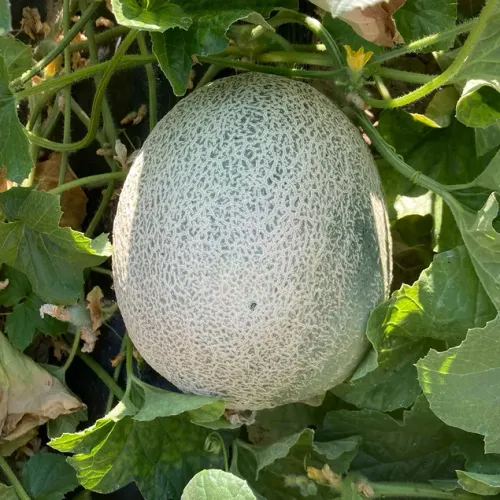 Ljus oval melon av sorten Sucrin De Tours