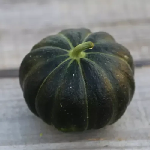 Svart melon av sorten Noir Des Carmes