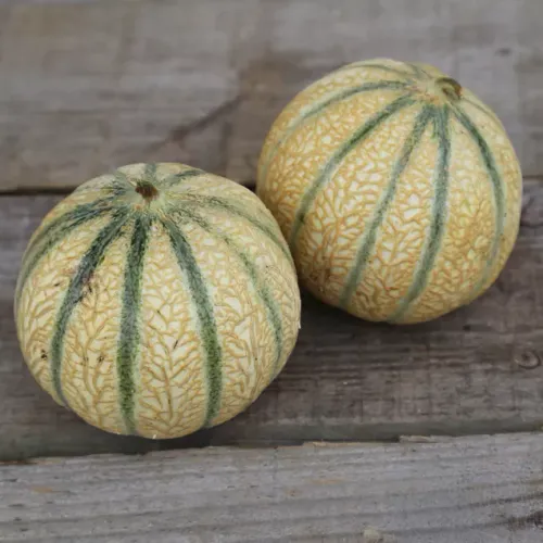 Hel melon av sorten Charentais