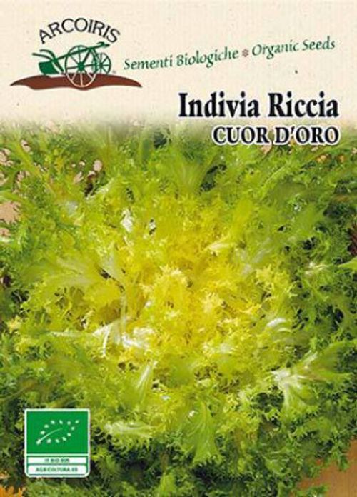 Endivesallatfrö av sorten INDIVIA RICCIA CUOR D'ORO