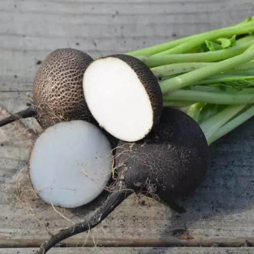 Svarta hela och delade rädisor med vitt fruktkött av sorten Noir Gros Rond D Hiver