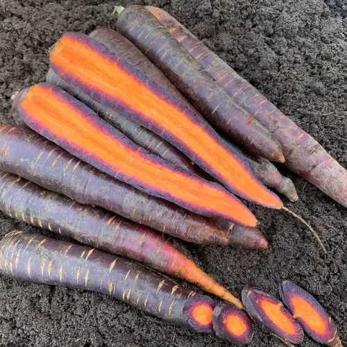Lila morötter med orange fruktkött av sorten Lila Lu
