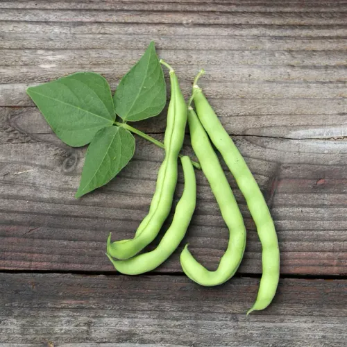 Ljusgula bönor med ett blad