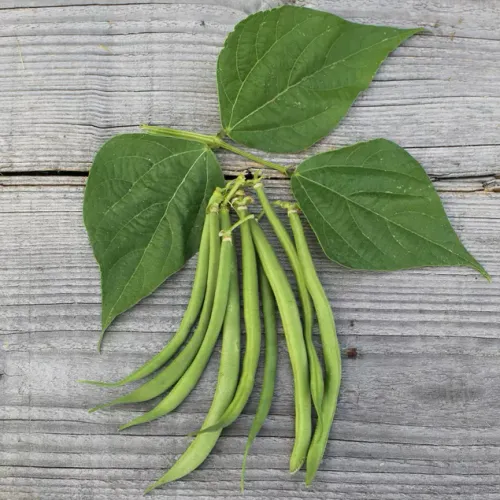 Ljusgröna bönor med blad på trä