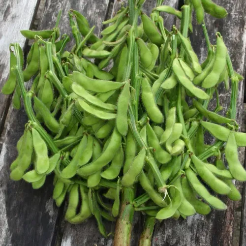 Skördade sojabönor, edamame