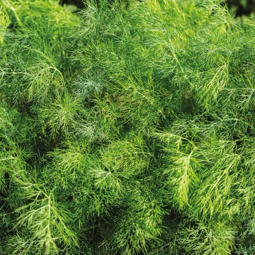 Gröna stänger av dill