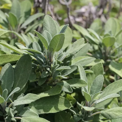 Salvia växt med gröna blad