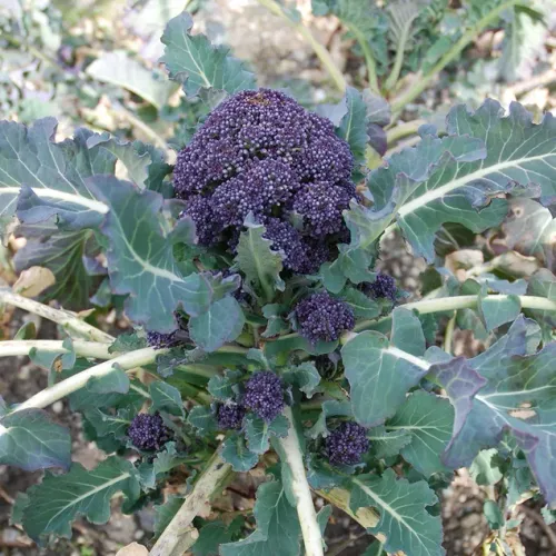 Lila broccoli av sorten Early Sprouting Purple Ekologisk
