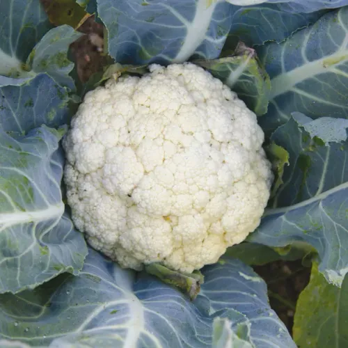 Vit blomkålshuvud av sorten Flora Blanca Ekologisk