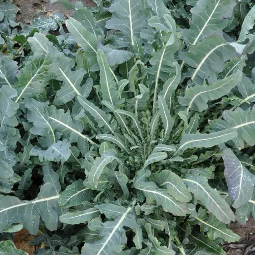 Broccoliblad av sorten Fiolaro Ou Ekologisk