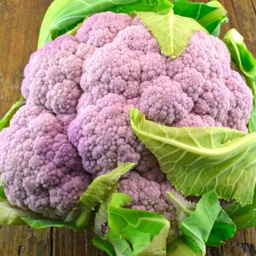 Lila blomkålshuvud av sorten Di Sicilia Violette Ekologisk