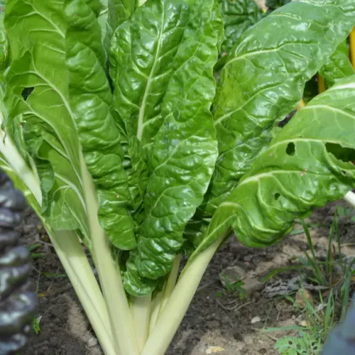 Planterad mangold av sorten Verte A Couper