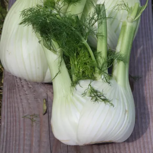 Fänkål liggandes på bord av sorten Di Sarno