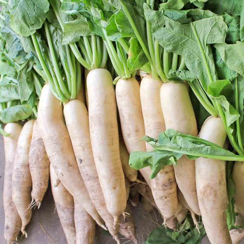 Vita rädisor av sorten Daikon Ekologisk