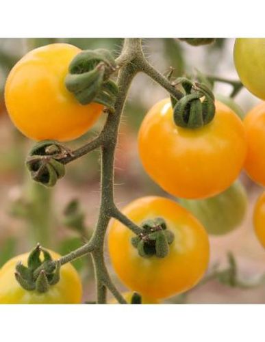 Gula tomater av sorten Snowberry på kvist