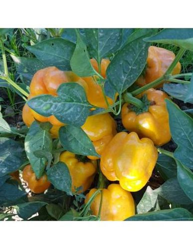 Gula blockpaprikor av sorten Quadrato d´Asti giallo på planta