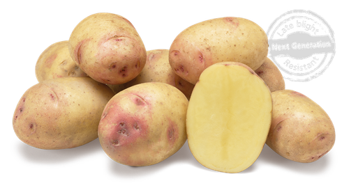 Hela och halva potatis av sorten Carolus