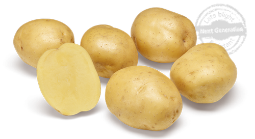 Hela och halva potatis av sorten Twister