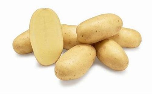 Ekologisk sättpotatis Levante