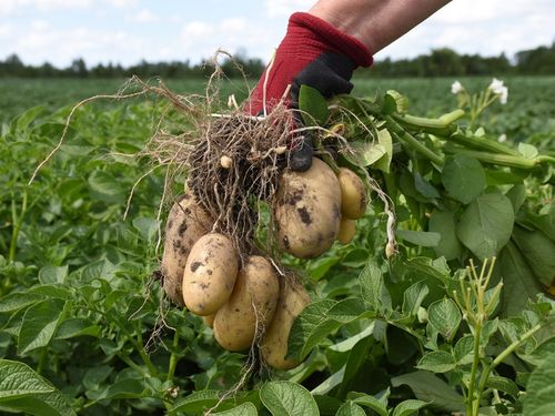 Sättpotatis Levante i ett potatisfält