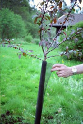 Produktbild för Stamskydd