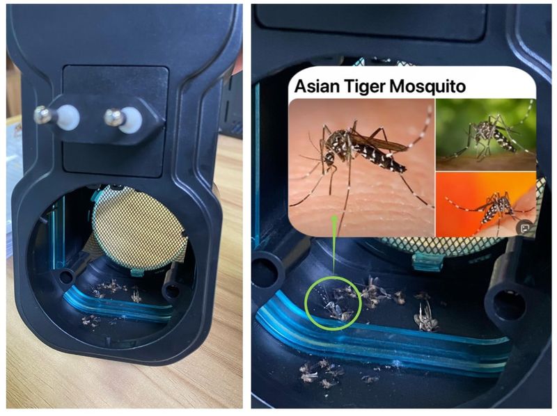 Produktbild för Insektsfångare: Kontakt