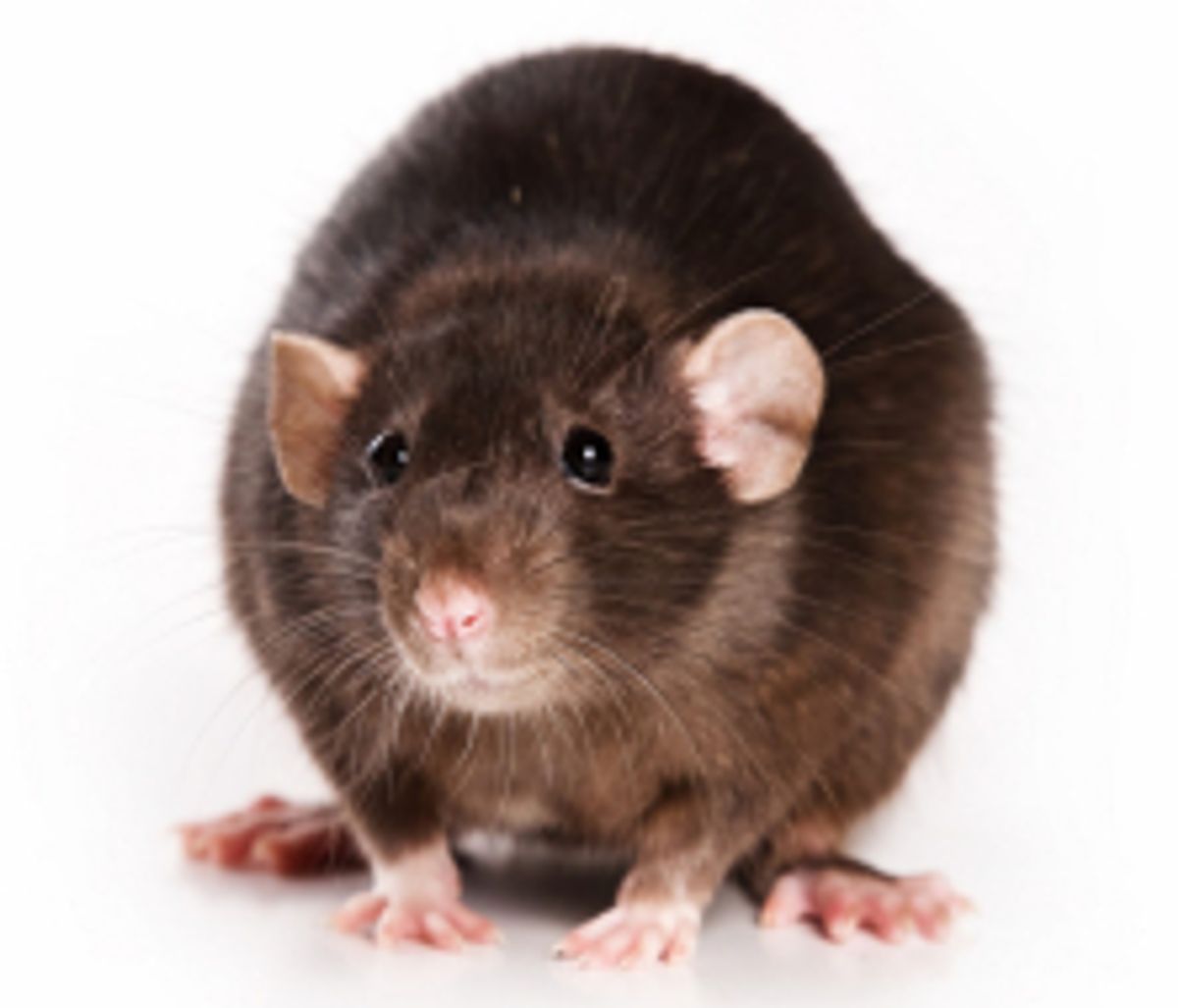 Kombinera Ljud och Ljus för att Skrämma bort Råttor: En Innovativ lösning mot gnagare