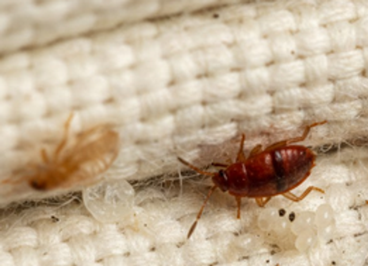 D&ouml;r v&auml;ggl&ouml;ssens &auml;gg och larver i frysen? S&aring; g&ouml;r du r&auml;tt